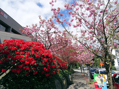 最近この桜をよく見かける カ ナ ダ 生活