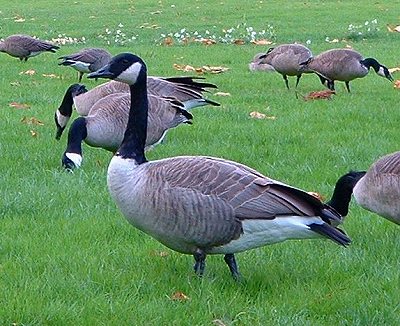 食欲旺盛の鳥(カナダ・グース) | カ ナ ダ 生活 食欲旺盛の鳥(カナダ・グース) | カ ナ ダ 生活