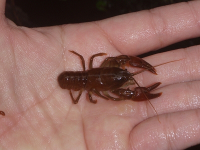 ニホンザリガニその２ 菜園ティストを目指して