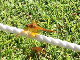 IMG_8034.JPG