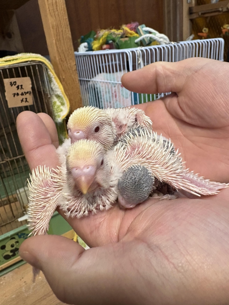 ジャンボセキセイインコ雛販売中 | My First JUGEM