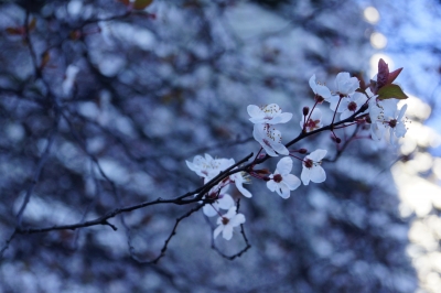 もう桜🌸