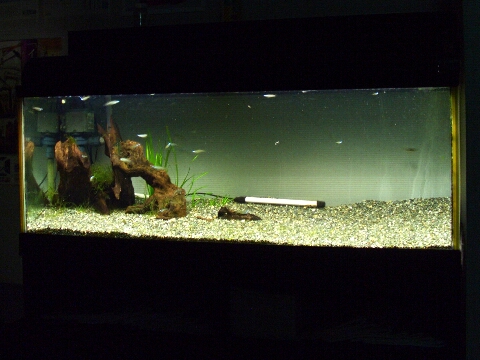 120cm水槽