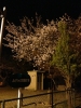 夜桜2