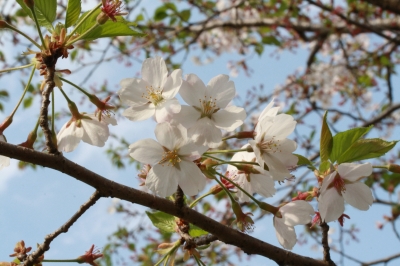 菜の花