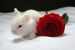 rabit