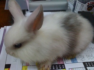rabit