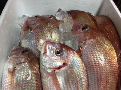 T様釣果