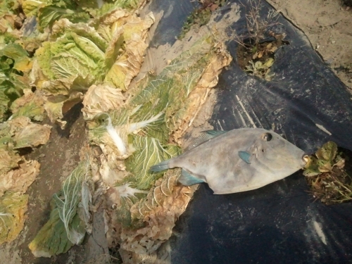 2011-01-02 10.43.16.jpg