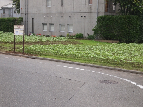P6190662.JPG