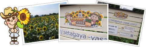 ひまわり畑への想い - こうちゃんちの野菜 in 世田谷