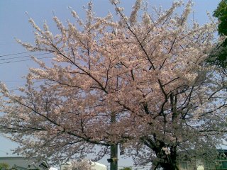 桜