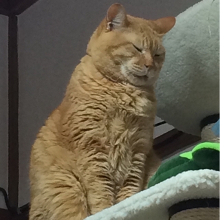 もっこもこ