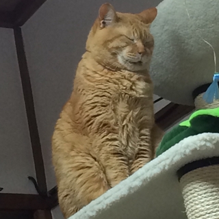 もこっ