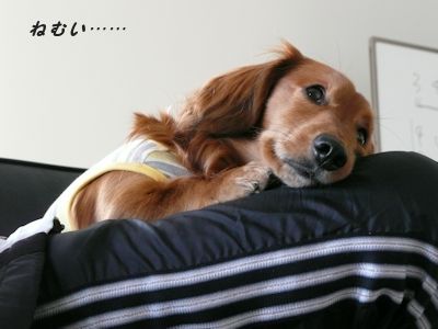 ねむい…