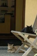 トラとモモ
