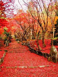 鶏足寺の紅葉