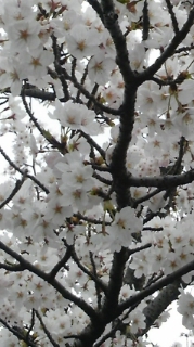 DVC00076.JPG