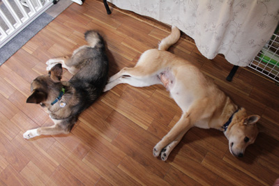 お腹の絆創膏 取りました 幼稚園はじめました