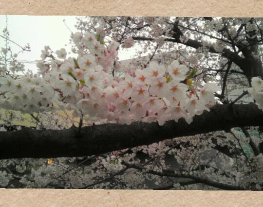 Collage 2015-04-16 08_15_45-1.jpg