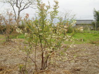 ブルーベリーの開花