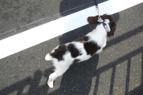 ushi