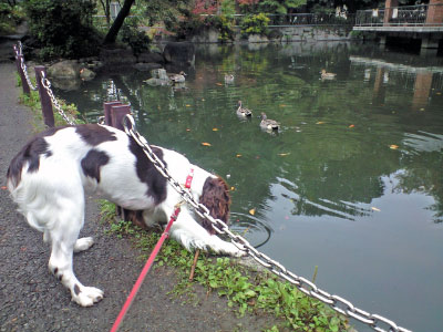 カモ