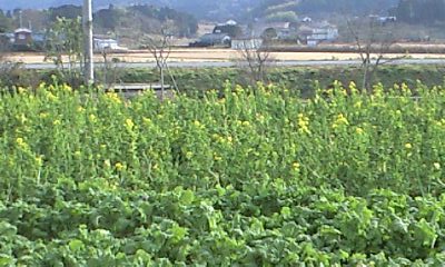 菜の花が・・・