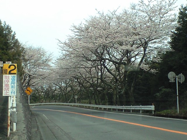 今回はお花見です