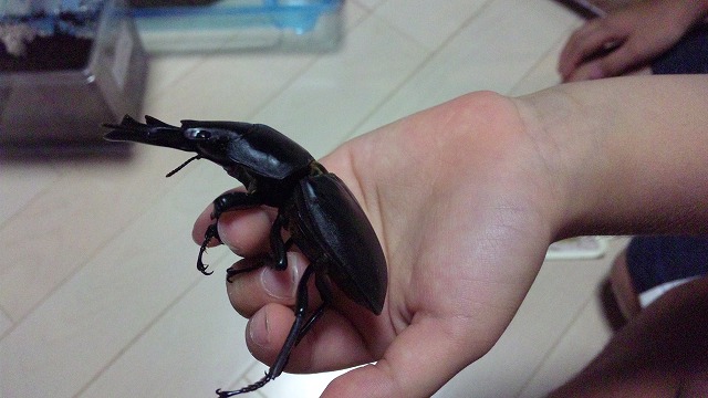 こっちは長男のオオクワガタ