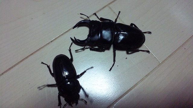 パッと見はゴキブリかと・・・