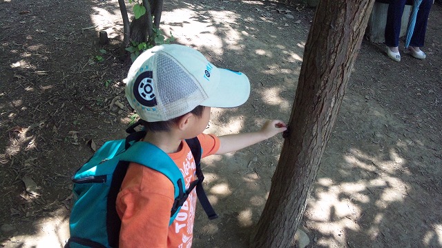 子供が捕まえられるくらいに普通にカブトムシが木にとまってます