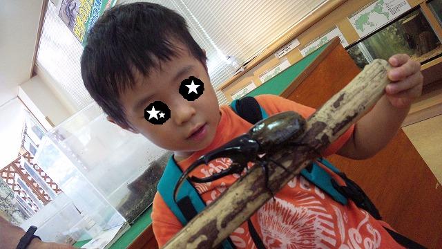 世界一大きいカブトムシ