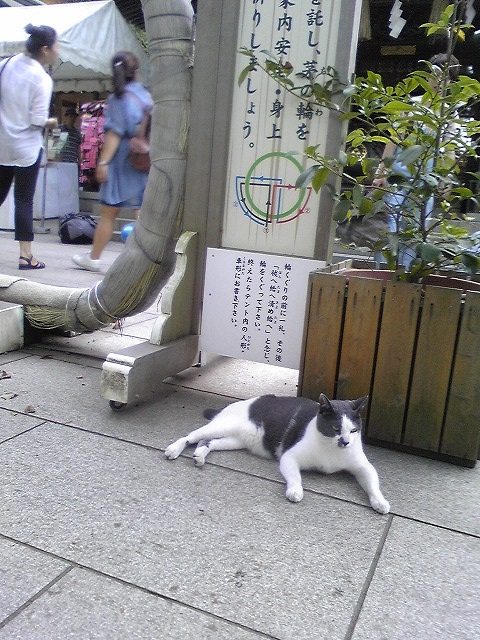 避暑地だニャー♪