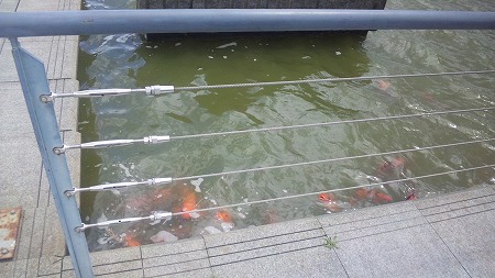 ・・・鯉がいた