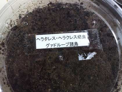 幼虫は安かったので買えた!