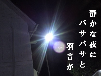 物音一つしない夜に