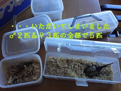ある意味パニックです