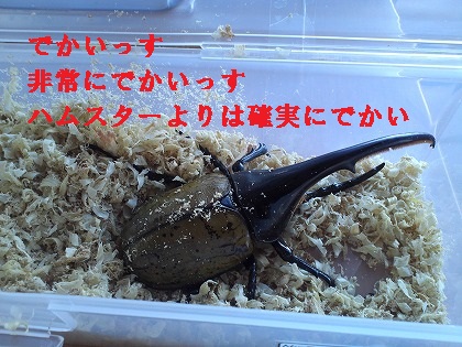 ちょっとピンチです(笑)
