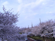 定番の国立の桜