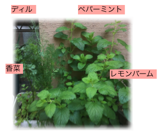 元気なお庭-3