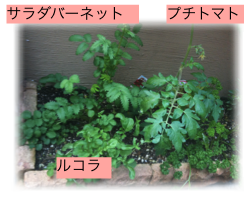 元気なお庭-5