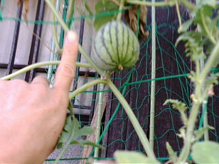 20080813175007.jpg