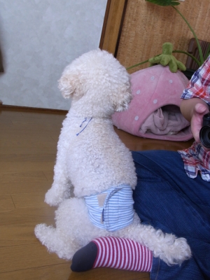 フウちゃん01