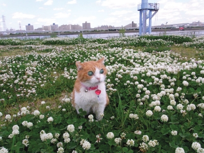 チョキ