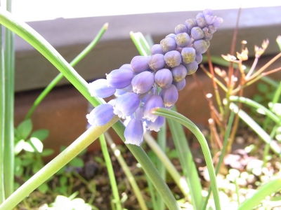ベランダのお花01