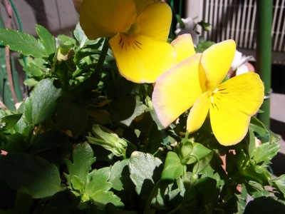 ベランダのお花05