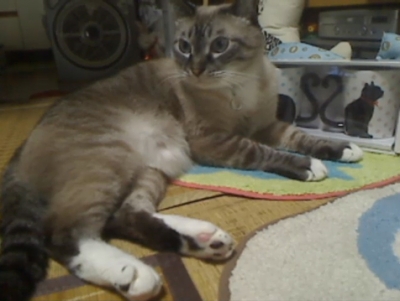 ジャンと黒猫マグカップ04