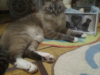 ジャンと黒猫マグカップ05