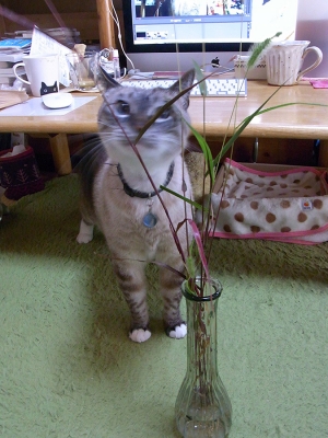猫じゃらしとジャンくん01